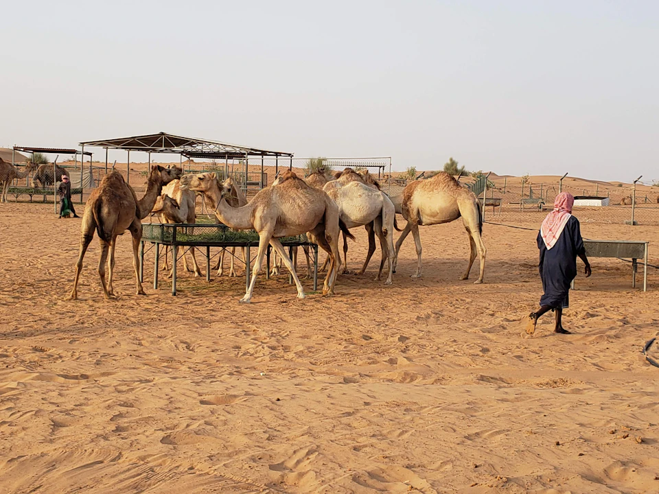 A group of camels stand around a feeding trough in a sandy desert area, with a person in traditional clothing walking nearby.