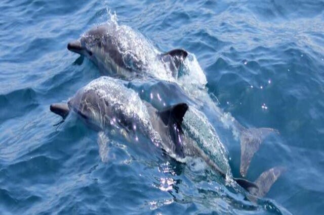 Οικογένεια δελφινιών Marsa Alam