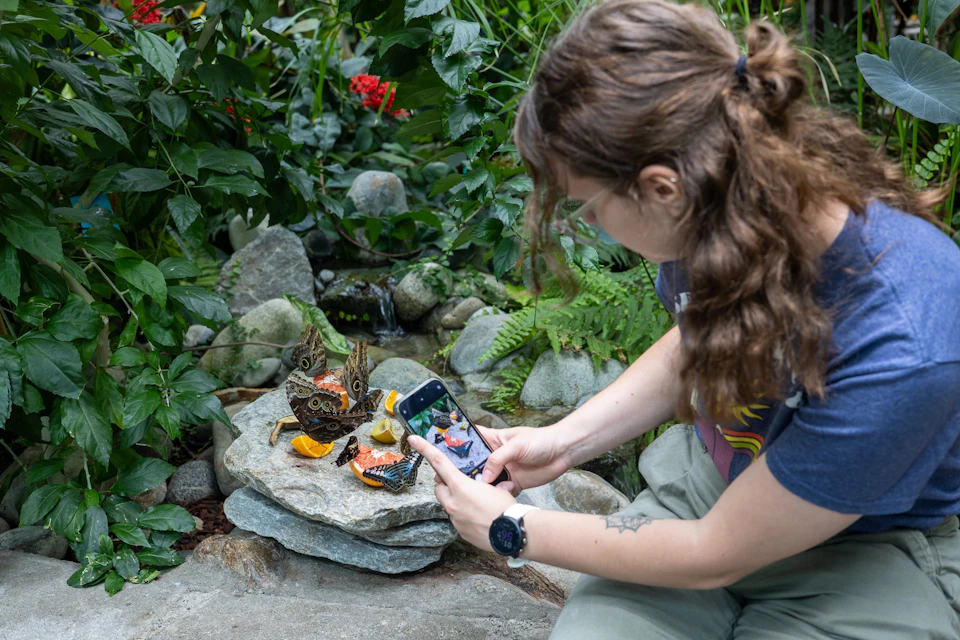 A person photographing butterflies with a smartphone on a rock amidst greenery in a garden setting.
