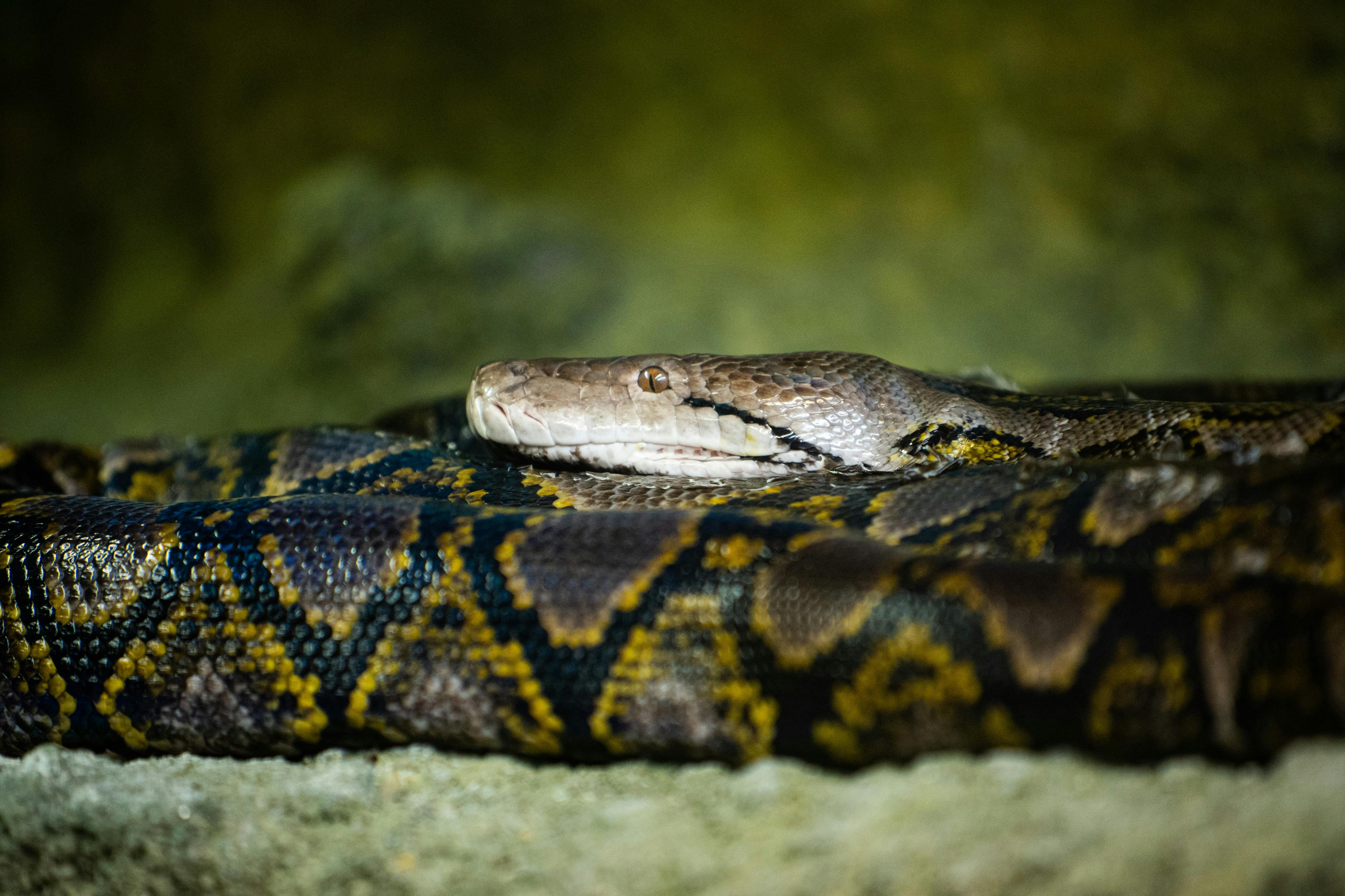 Python