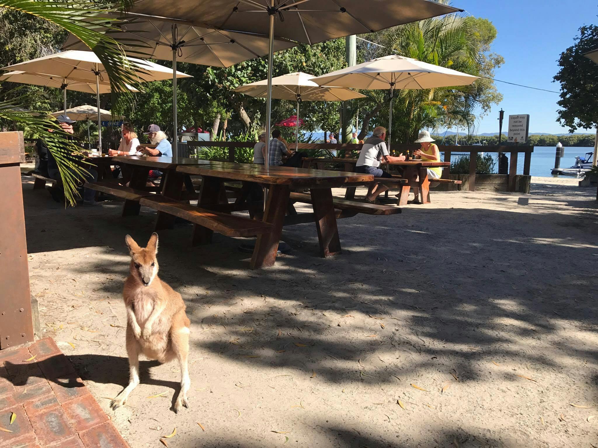 阳光明媚的日子里，一只袋鼠站在户外野餐桌前，人们坐在雨伞下。