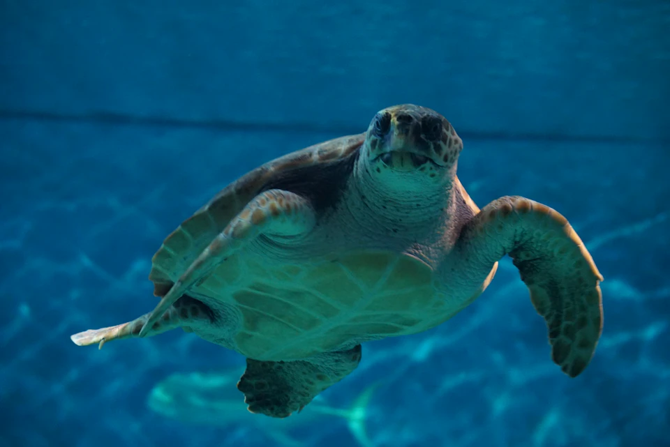A sea turtle swims underwater against a blue backdrop.