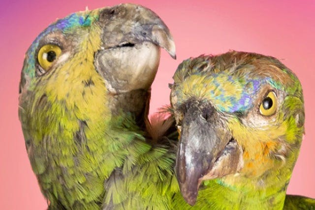 Ripley 's Believe It or Not! 5-Atractions Pass - Grand Prairie