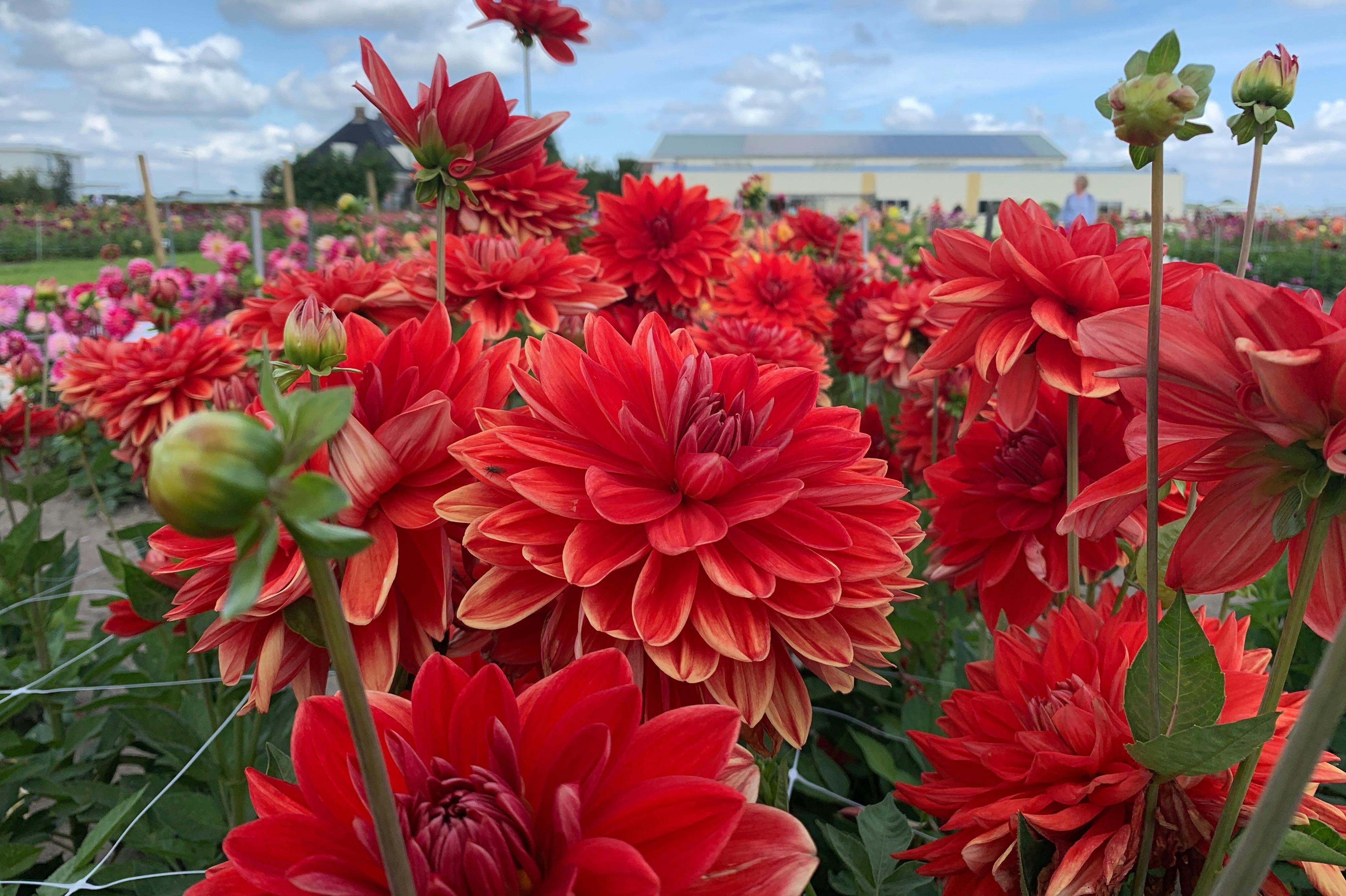 Intenzivní červená