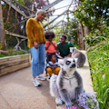 Rodzina korzystająca z przejścia dla lemurów
