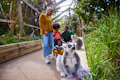 Die Familie genießt den Lemuren-Rundgang