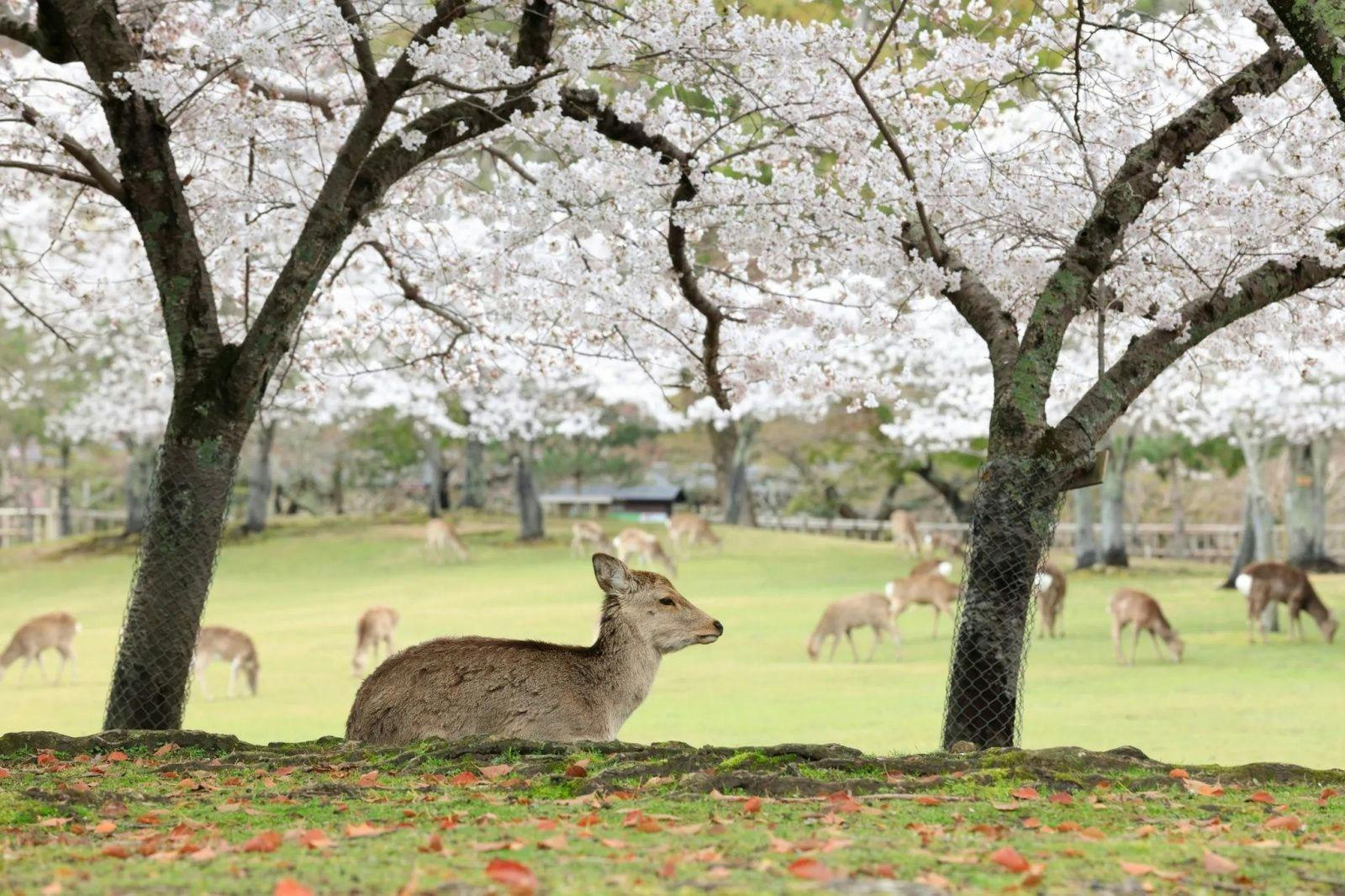 공원의 벚꽃 나무 아래 사슴이 있고, 잔디가 무성한 배경에 다른 사슴 몇 마리가 풀을 뜯고 있습니다.