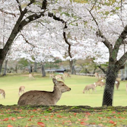 Kintetsu Rail: 1/2/5-Day Pass 4