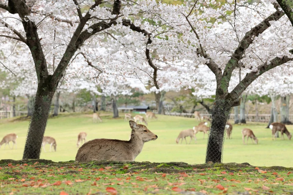 A deer lies under cherry blossom trees in a park, with several other deer grazing in the grassy background.