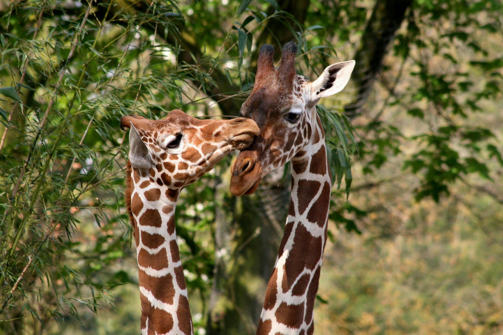 Dwie żyrafy tulące się do siebie w liściastej scenerii na świeżym powietrzu.