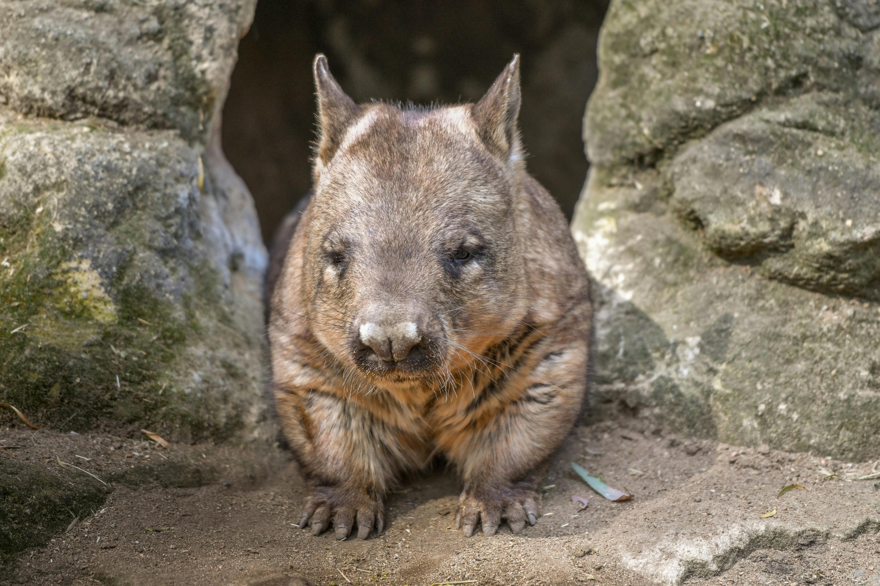 A wombat sitting on the ground in front of a rocky burrow, looking towards the camera.