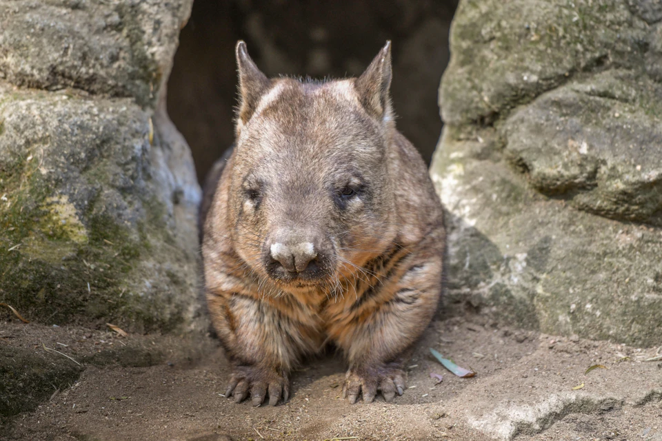 A wombat sitting on the ground in front of a rocky burrow, looking towards the camera.