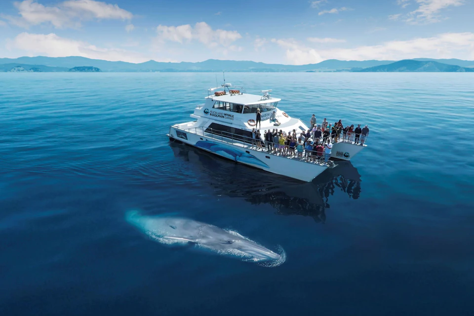 A tour boat on a calm sea with a large whale visible underwater nearby, surrounded by scenic mountains under a clear sky.