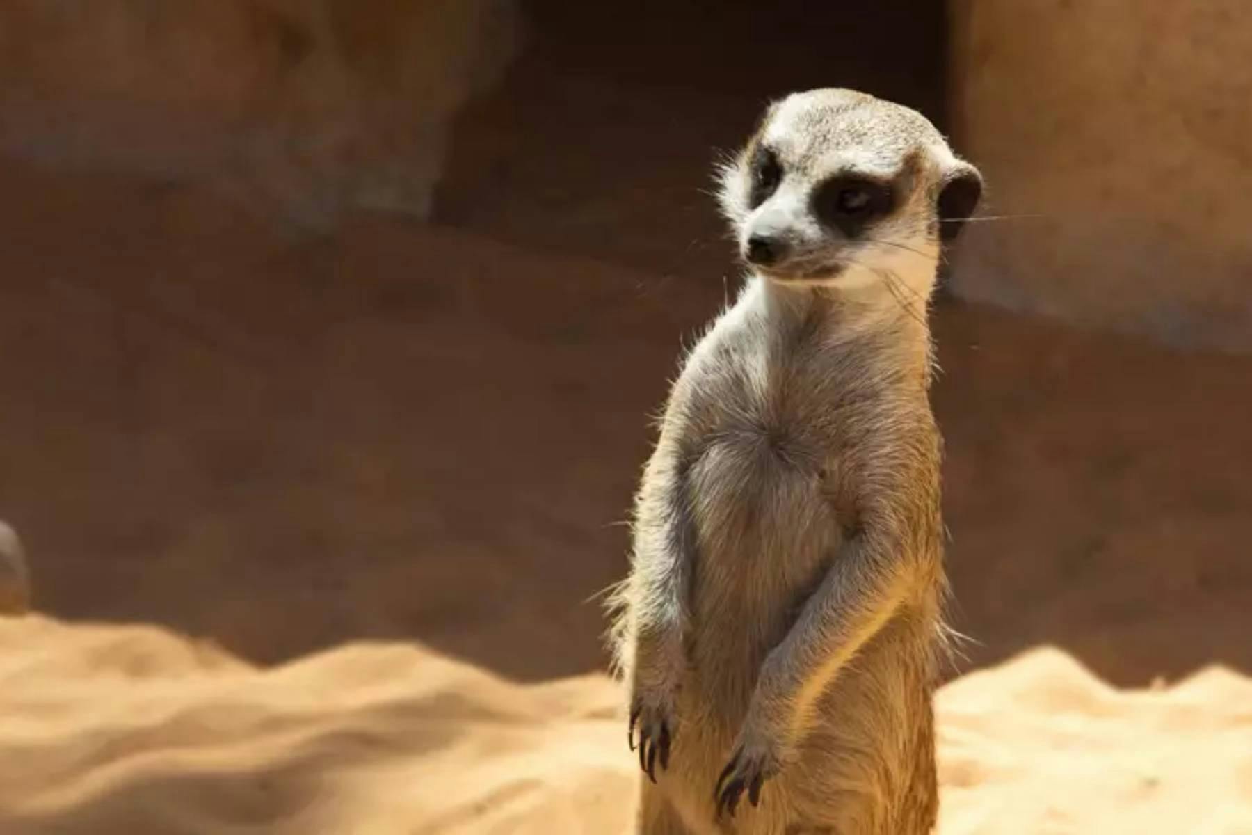 Al Ain Zoo Entry Tickets Tiqets