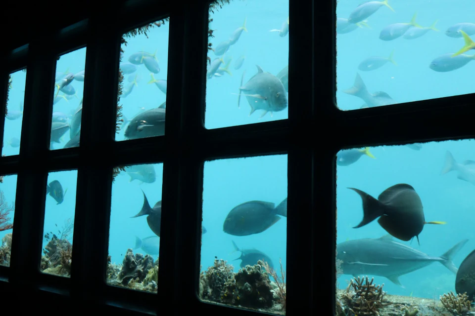 Fish swimming outside a large window with grid-like panes, showcasing an underwater scene with coral and open water.