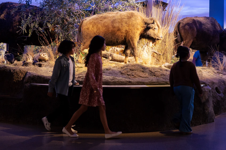 McLean Family Texas Wild Gallery at the Witte Museum.
