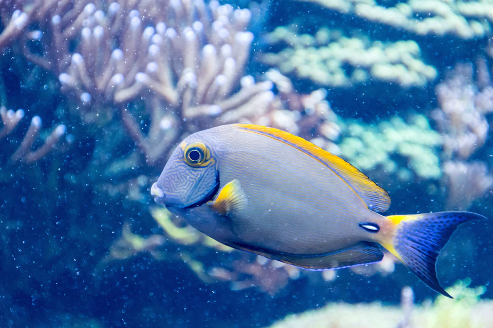 A fish with vibrant yellow and blue markings swims near coral in a clear blue underwater scene.