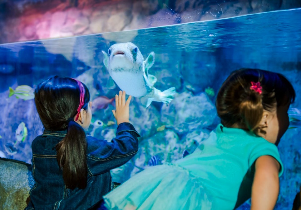 SEA LIFE Grapevine + LEGOLAND® Dallas