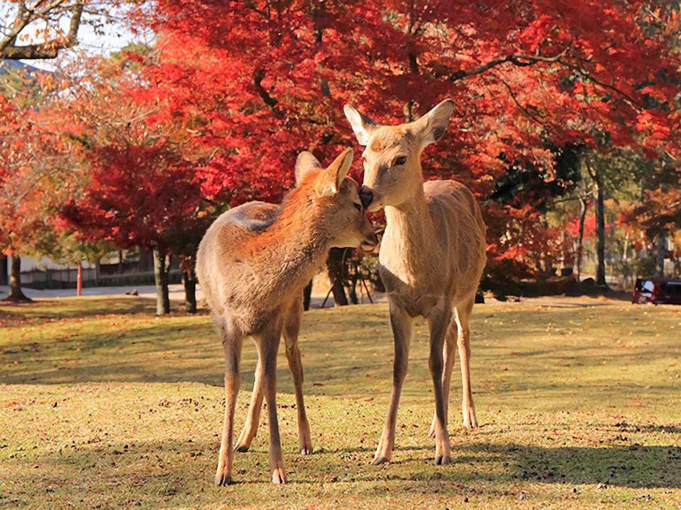Two deer interact on a grassy area surrounded by vibrant red autumn trees.