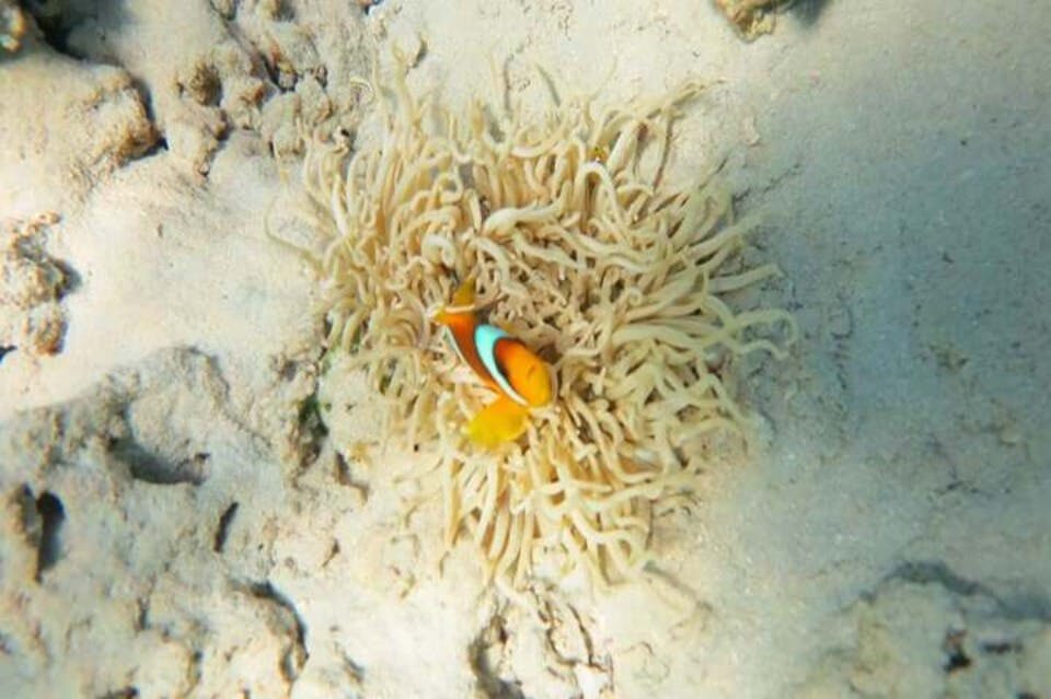 snorkeling-with-nemo-marsaalam-egypt