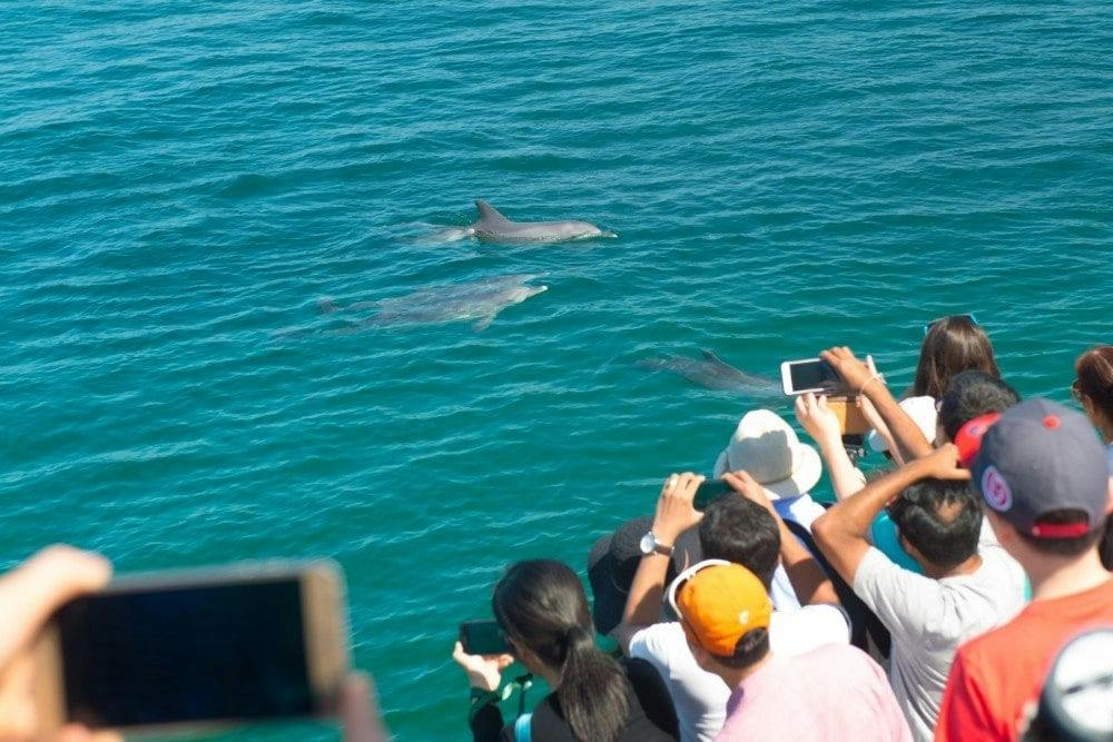 Port Stephens: Dolphin Discovery Cruise