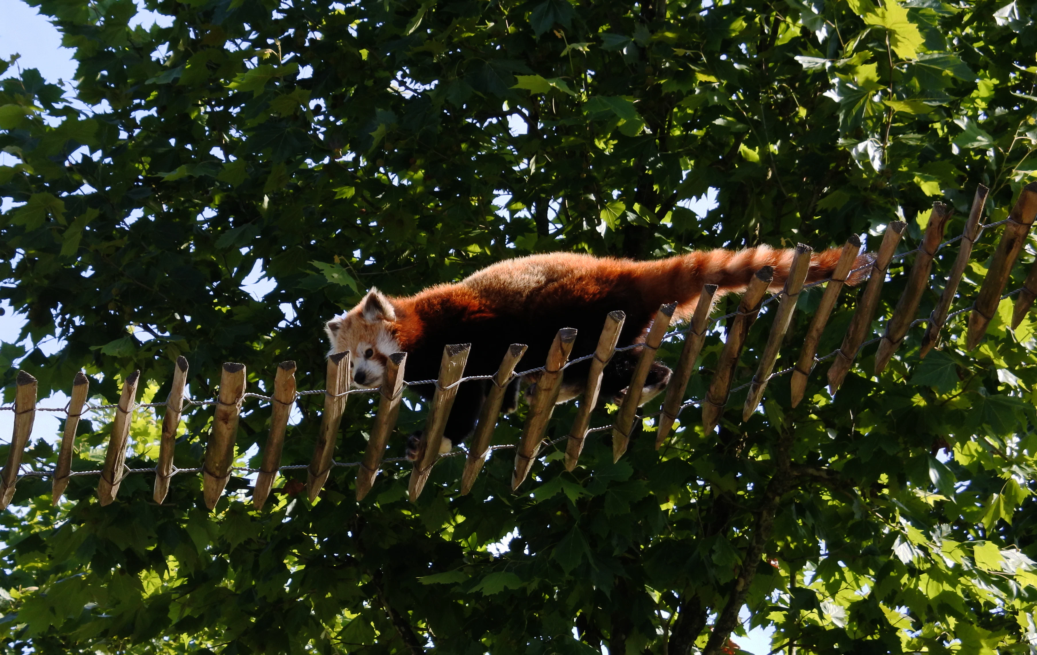 Tickets voor ZooParc Overloon | Overloon