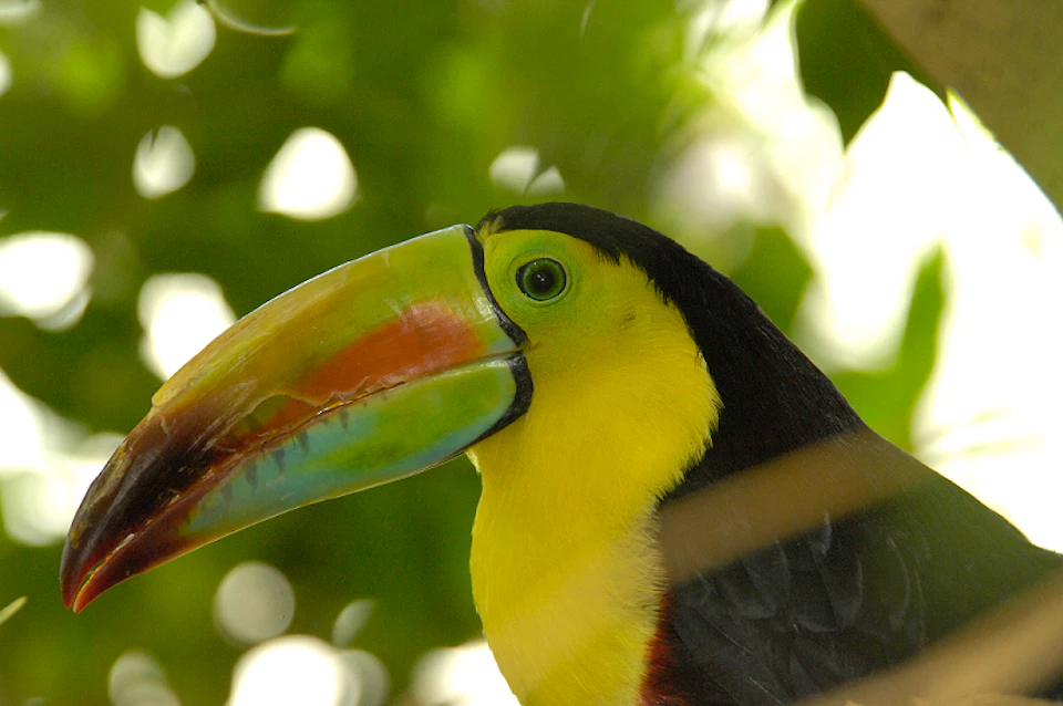 Close-up of a toucan with a colorful beak, yellow chest, and black feathers, surrounded by blurred green foliage.