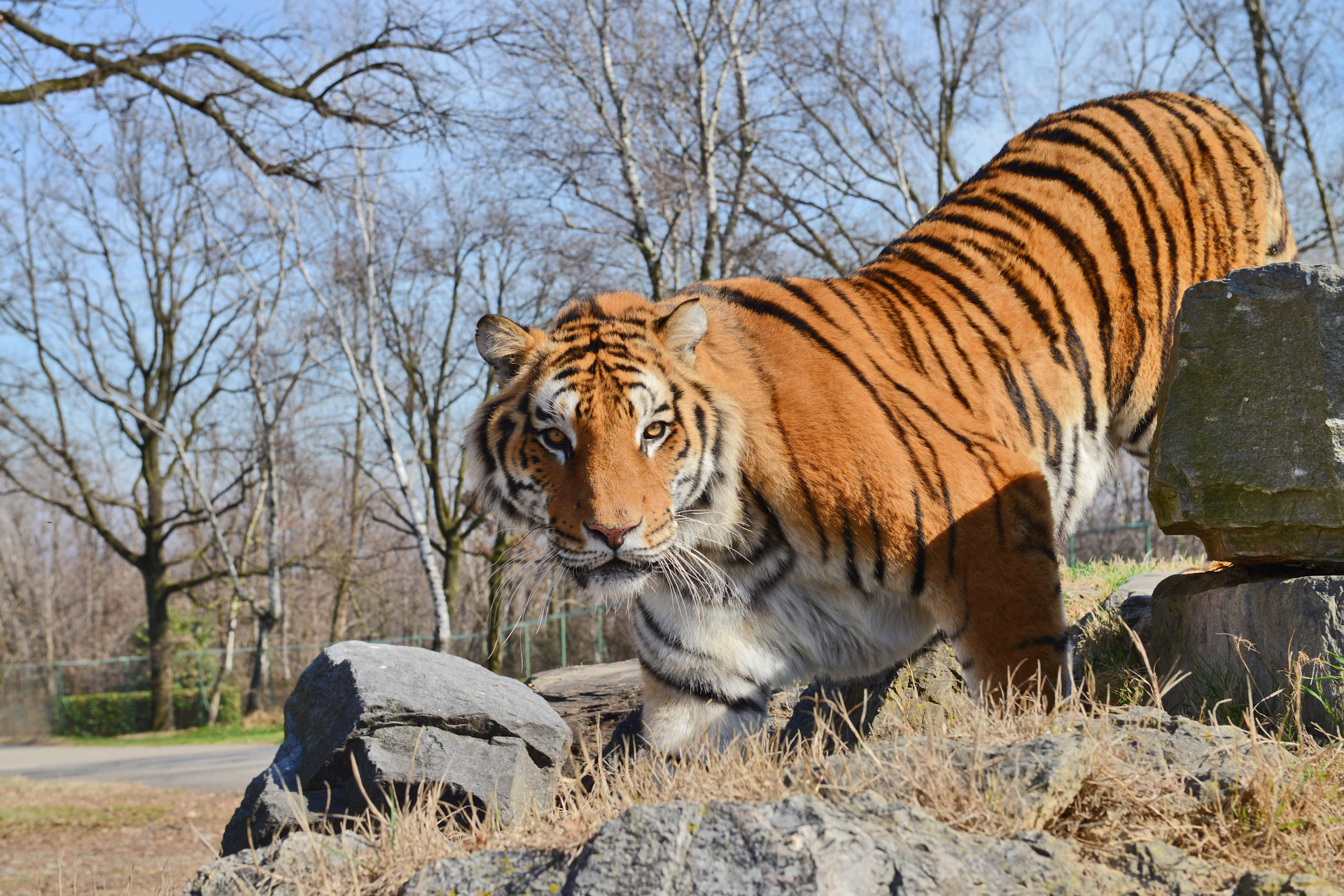 tiger