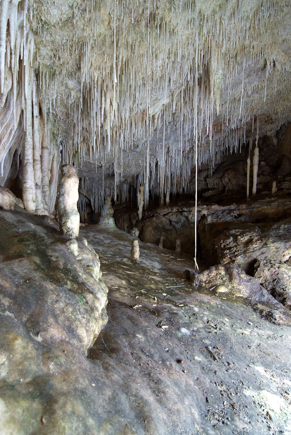 A cave interior with numerous stalactites hanging from the ceiling and stalagmites rising from the floor.