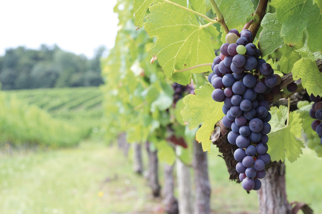 Médoc: Tour vinícola de medio día desde Burdeos - Alojamientos en Burdeos