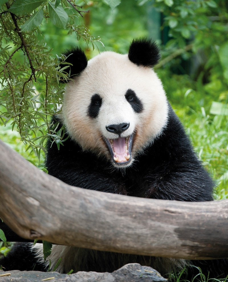 Zoológico de Schönbrunn: Ingresso de entrada sem fila