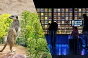 ARTIS Zoo Reale di Amsterdam + ARTIS-Micropia