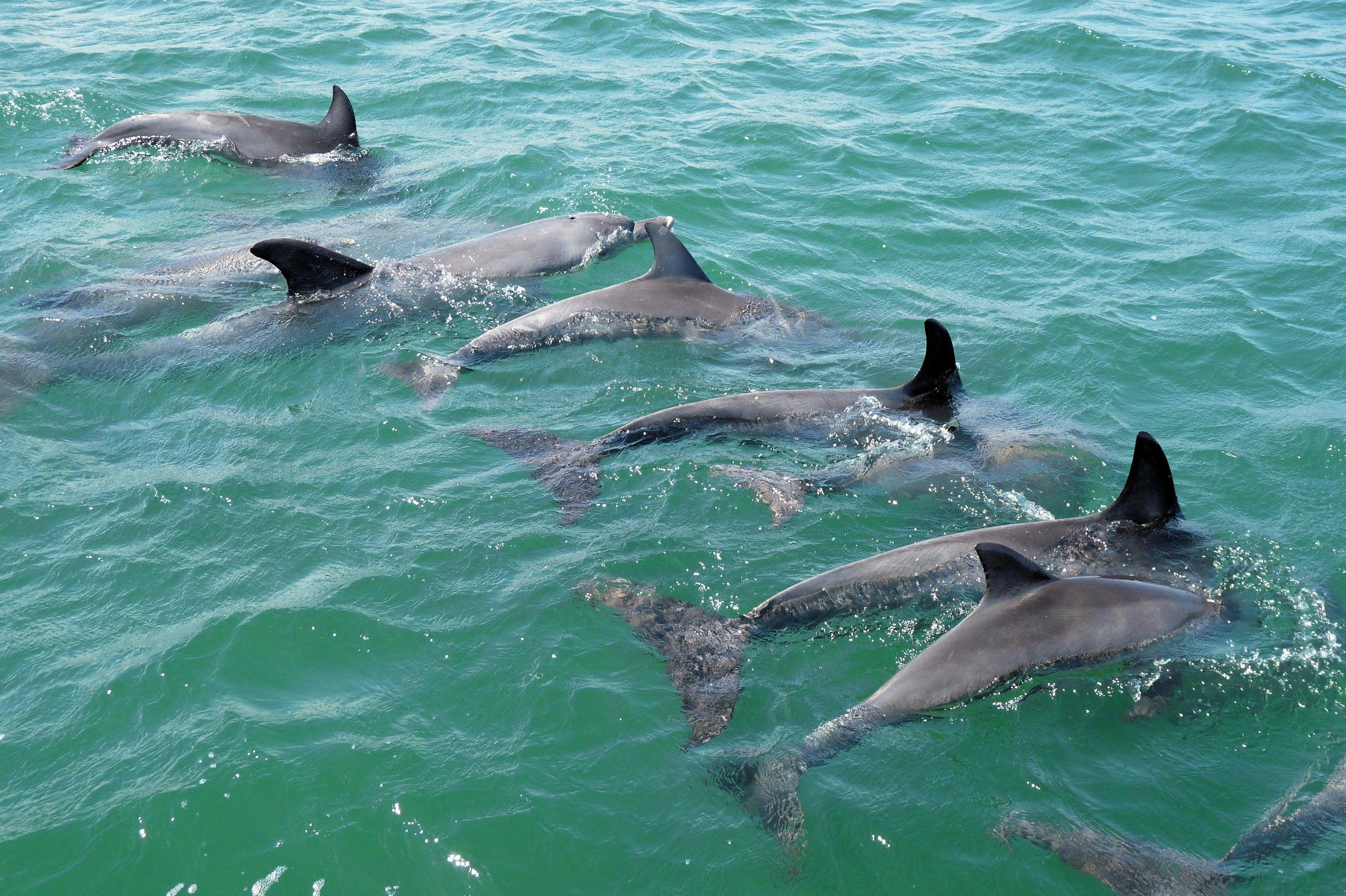Over 100 dolphins call Bunbury home.