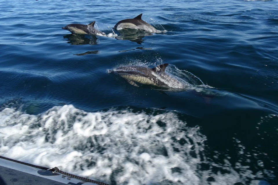 Three dolphins swimming near the surface of the ocean, with one in the foreground and two in the background, next to the boat