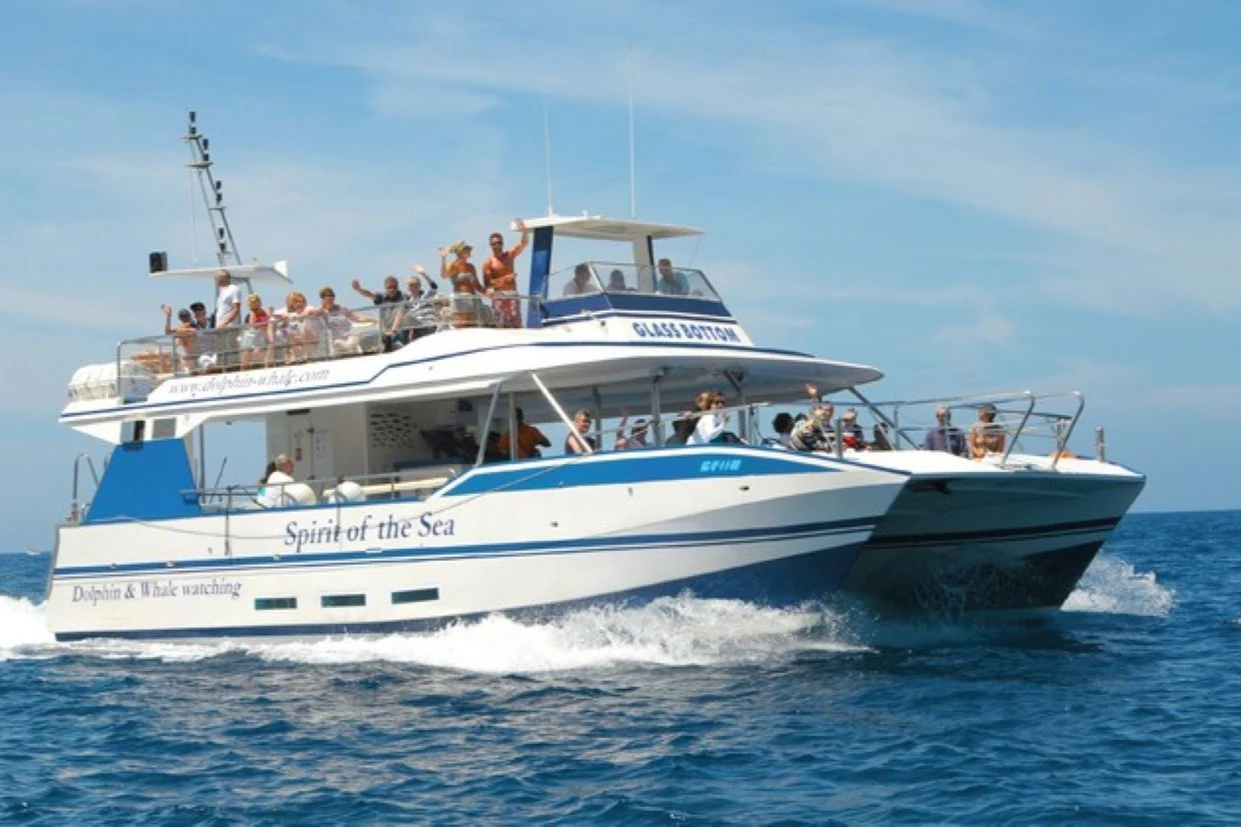 Gran Canaria: Dolphin Watching Tour