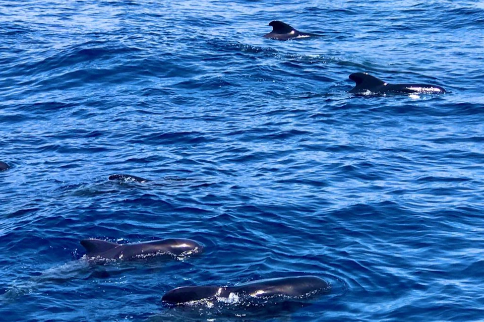 Pilot whales