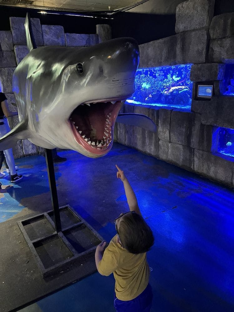 Dítě ukazuje na velký model žraloka s otevřenou pusou v akváriu s modře osvětlenými nádržemi na ryby v pozadí.