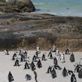 Colonie de pingouins à Boulders Beach