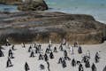 Pinguïnkolonie bij Boulders Beach