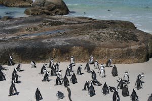 Péninsule du Cap: Excursions à la journée depuis Le Cap