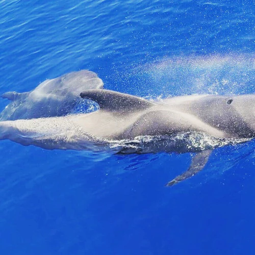 Tenerife: Excursão de 4,5 horas para observação de baleias e golfinhos em Masca e Los Gigantes - Photo 2