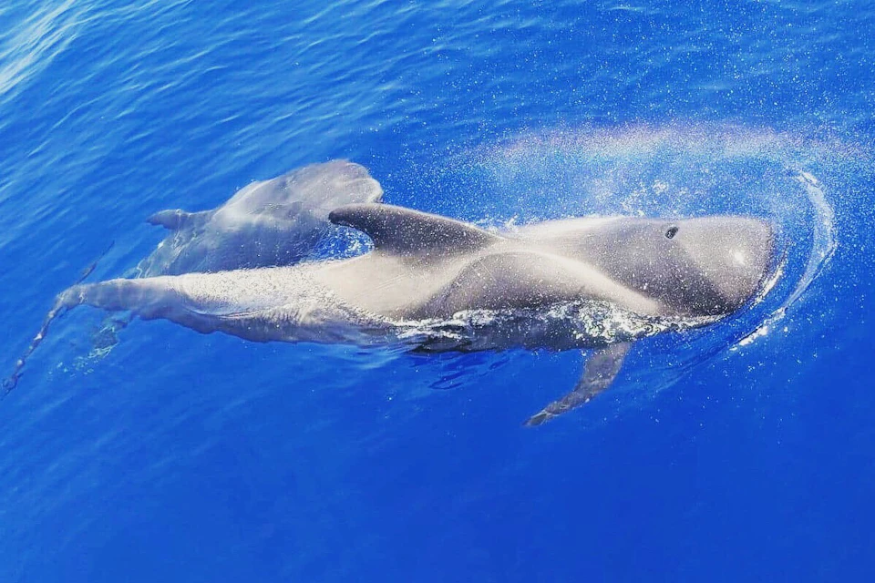 whales