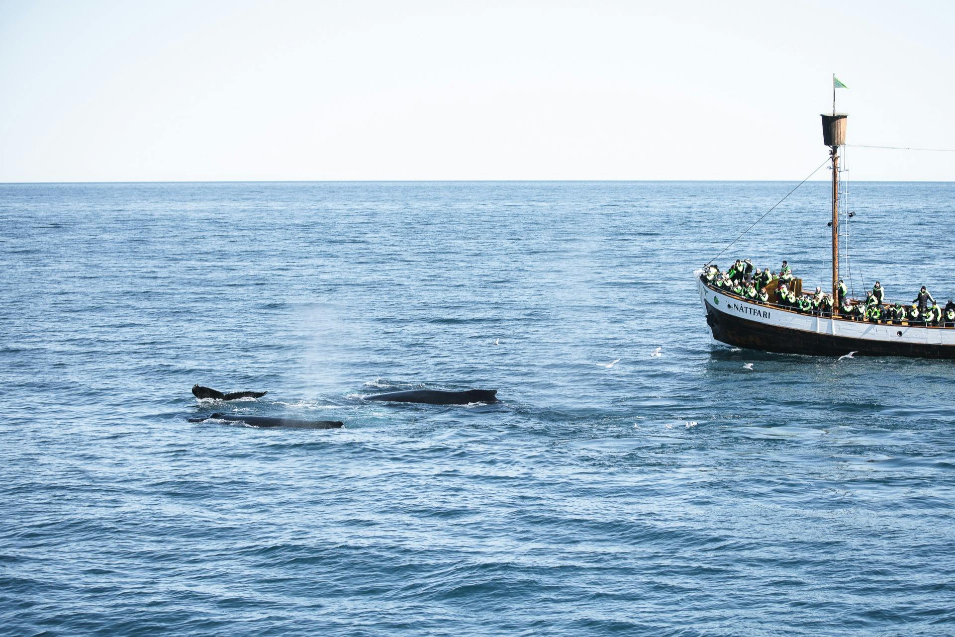 座头鲸和Náttfari