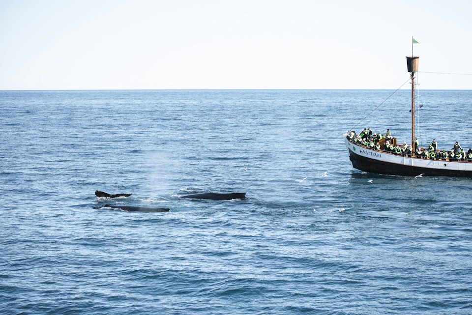 Humpback whales and Náttfari