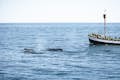 Humpback whales and Náttfari