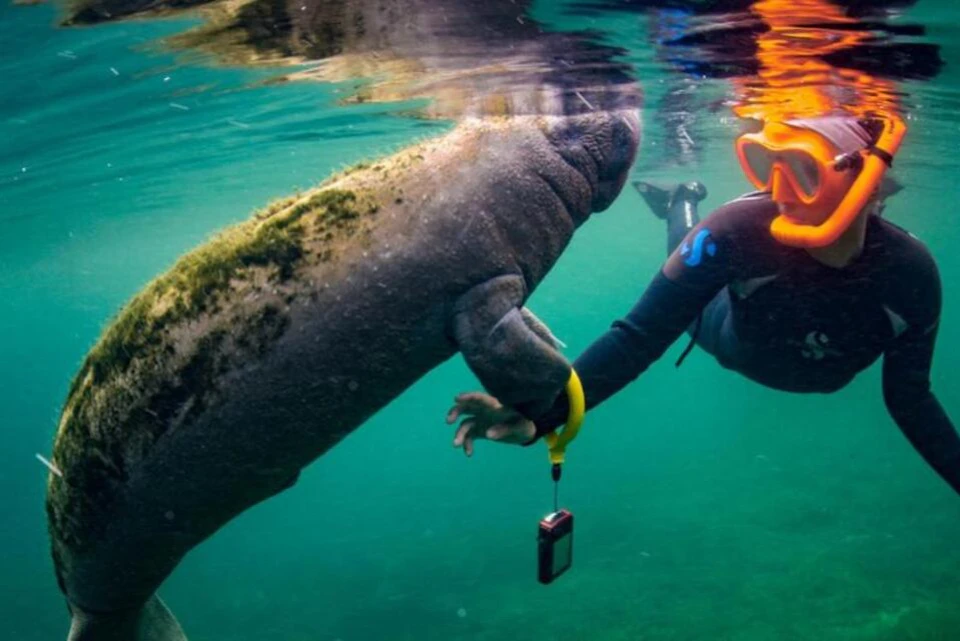 Swim with the Manatees, Wildlife Park, Airboat Ride
