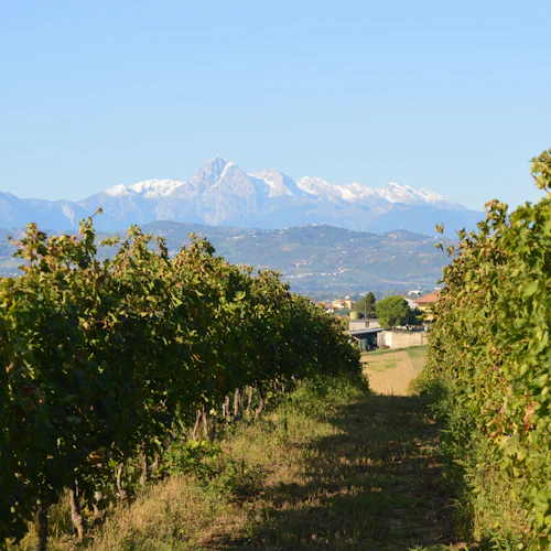 Mazzarosa Winery: Country Picnic in the Olive Grove