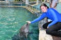 迈阿密海洋馆的 "遇见海豚 "活动