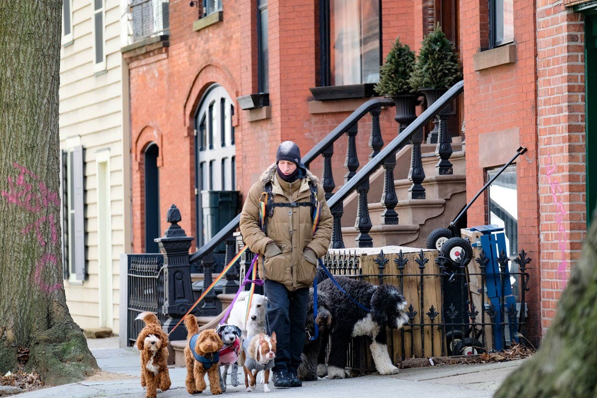 Person in a coat walking six dogs of various breeds on leashes in a residential neighborhood with brick and beige houses.