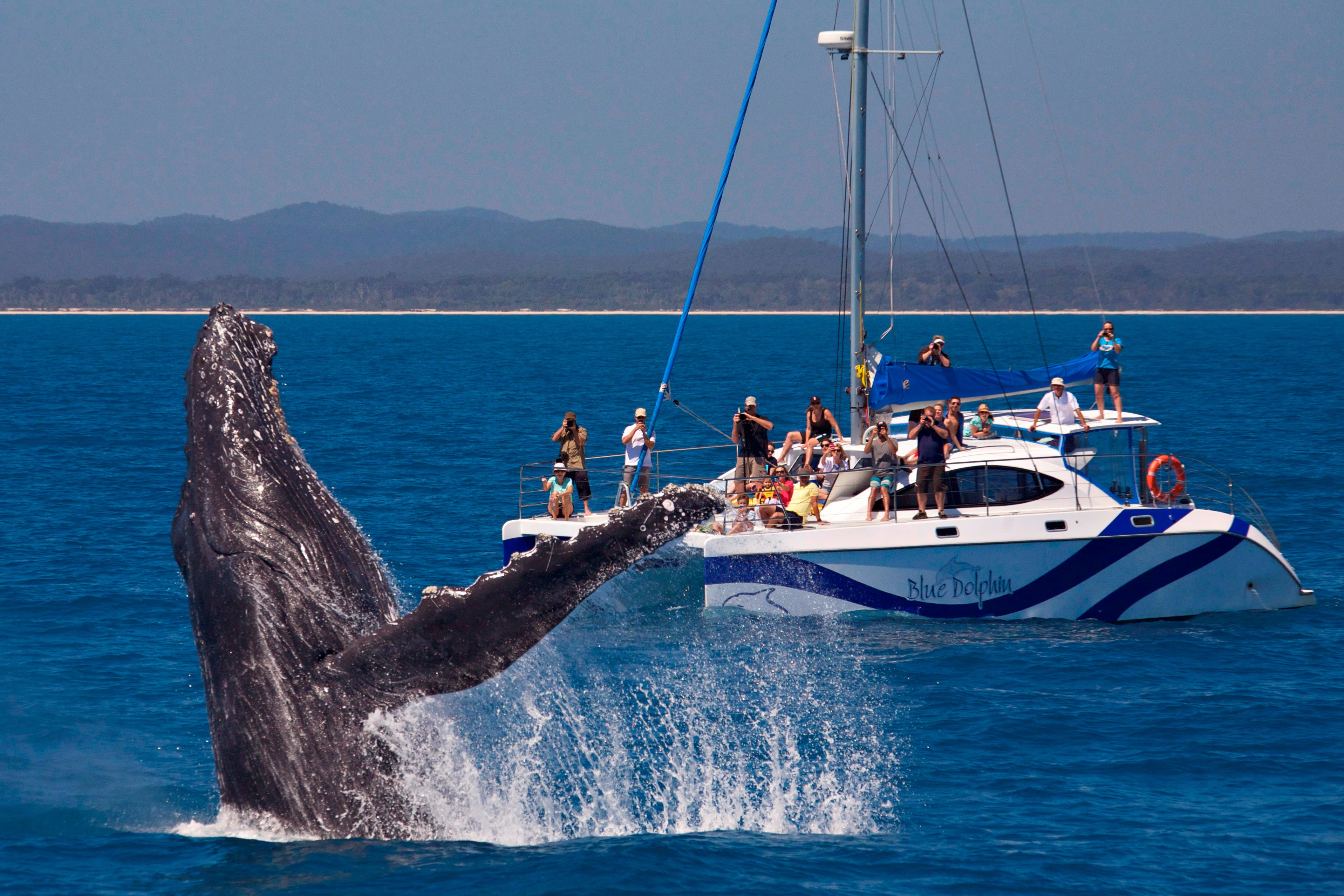 K'gari: Guided Whale Watching Tour from Hervey Bay + Lunch + Hotel Transfers